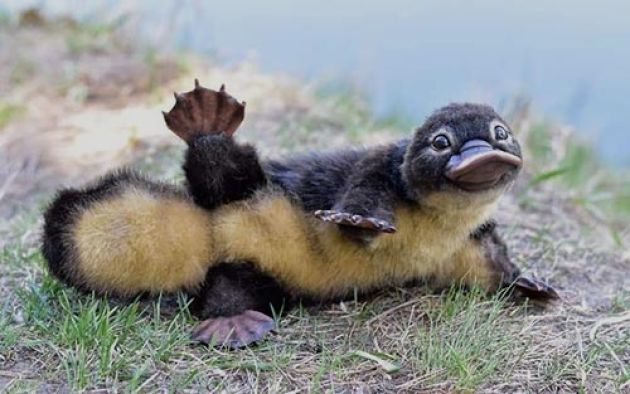 A platypus puggle on the bank of a river
