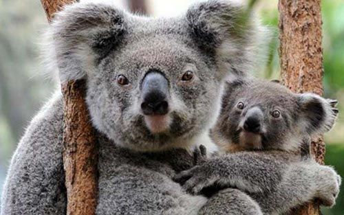 A mother koala with her joey